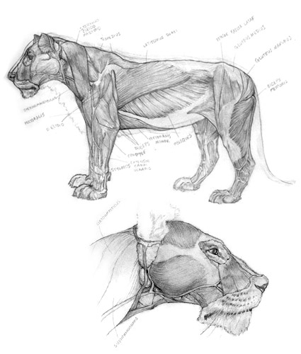 Animal Studies